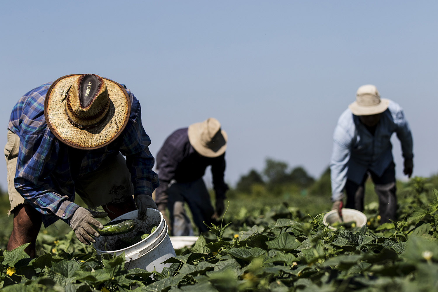 Challenges and Progress in Canadian Agriculture